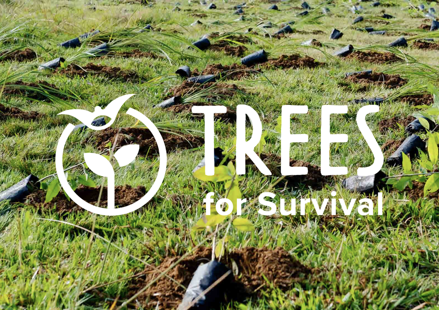 Would you like to donate to Trees for Survival?